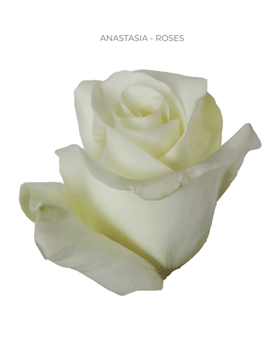 ANASTASIA White Rose 50 / 75 / 100 stems