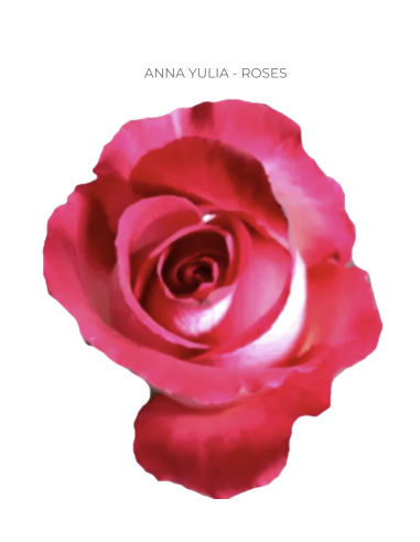Anna Yulia Rose – 2‑Tone Pink & White | Wholesale & Bulk