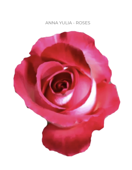 ANNA YULIA 2 tone pink white rose 50 / 75 / 100 stems