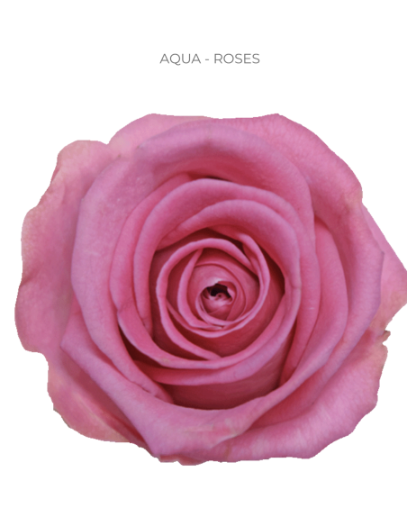 AQUA Pink Rose 50 / 75 / 100 stems