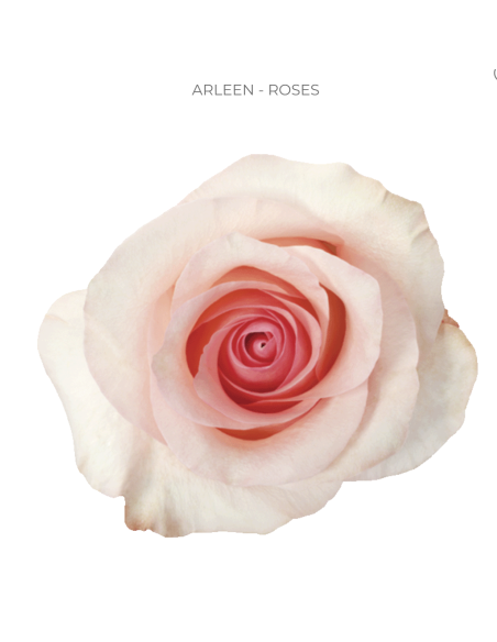 ARLEEN Light Pink / Blush rose 50 / 75 / 100 stems