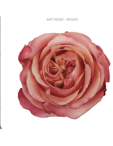 ART ROSE Bi color pink rose 50 / 75 / 100 stems