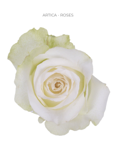 ARTICA blush / white rose 50 / 75 / 100 stems