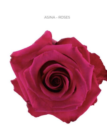 ASINA Hot Pink rose 50 / 75 / 100 stems