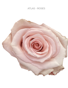 ATLAS Blush Light Pink Rose | Wholesale & Bulk Roses (50/75/100 Stems)