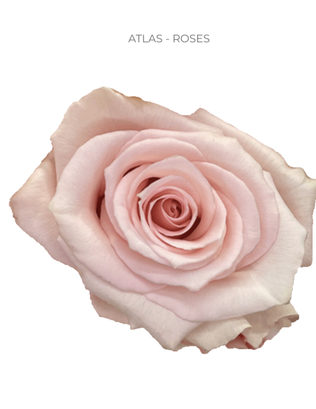 ATLAS blush light pink rose 50 / 75 / 100 stems