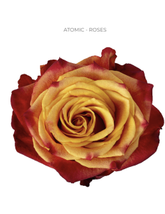 ATOMIC 2 tone yellow / red rose 50 / 75 / 100 stems