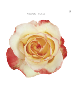 AUBADE 50 / 75 / 100 stems