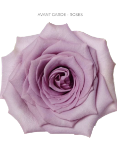 AVANT GARDE Lavender Rose