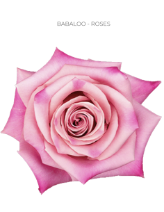 BABALOO bi color pink rose 50 / 75 / 100 stems