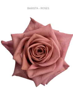 BARISTA brown-ish rose 50 / 100 stems