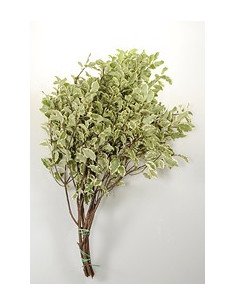 Wholesale Crinkle Pitt | Mini Variegated Italian Pittosporum 2