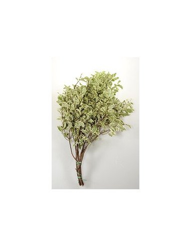 Crinkle Pitt / Mini Variegated Italian Pitt