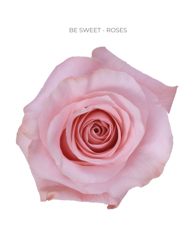 BE SWEET pink rose 50 / 75 / 100 stems