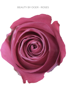 BEAUTY BY OGER hot pink rose 50 / 75 / 100 stems