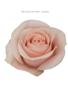 Believe in pink, salmon rose 50 / 75 / 100 stems