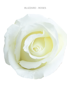 Blizzard White rose 50 / 75 / 100 stems