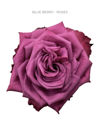 Blueberry Purple rose 50 / 100 stems