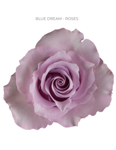 Blue Dream Lavender rose 50 / 75 / 100 stems
