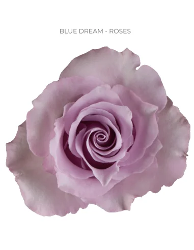 Blue Dream Lavender rose 50 / 75 / 100 stems for wholesale by Florasource