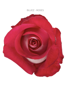 Bluez bi color rose 50 / 75 / 100 stems