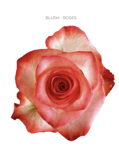 Blush bi color rose 50 / 75 / 100 stems