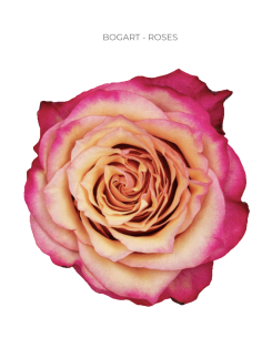 Bogart bi color rose 50 / 75 / 100 stems