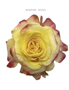Bonfire bi color rose 50 / 75 / 100 stems