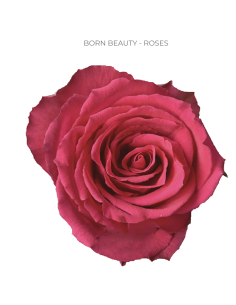 Born Beauty Red rose 50 / 75 / 100 stems