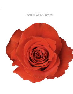 Born Happy Orange rose 50 / 75 / 100 stems