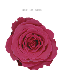 Born Hot hot pink rose 50 / 75 / 100 stems