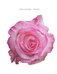 Boulevard pink rose 50 / 100 stems