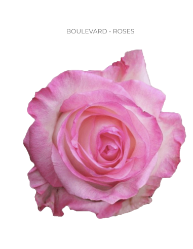 Boulevard pink rose 50 / 100 stems and other Purchase Wholesale boulevard. Free Returns & Net 60 Terms on Faire trending on Faire.