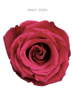 Brave Hot pink rose 50 / 75 / 100 stems