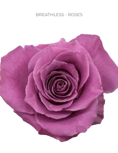 Breathless lavender rose 50 / 75 / 100 stems