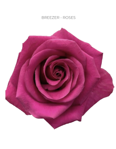 Breezer hot pink rose 50 / 75 / 100 stems