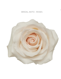 Bridal Akito pink rose 50 / 75 / 100 stems