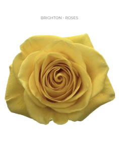 Brighton yellow rose 50 / 75 / 100 stems