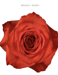 Bromo orange rose 50 / 75 / 100 stems