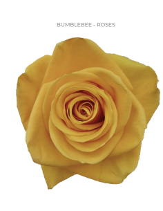 Bumblebee orange rose 50 / 75 / 100 stems