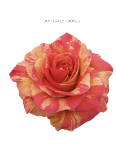 Butterfly bi color rose 50 / 100 stems