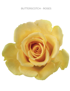 Butterscotch yellow / caramel rose 50 / 75 / 100 stems