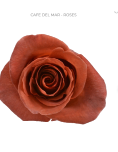 Cafe del mar Rose 50 / 75 / 100 stems
