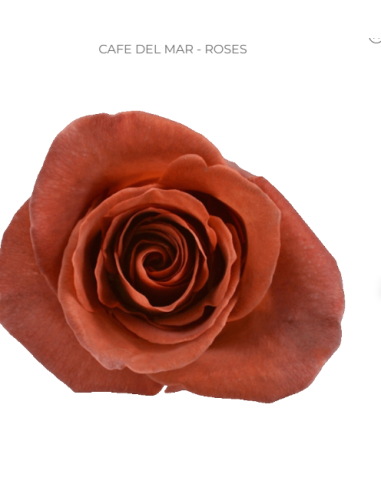 Cafe del mar Rose 50 / 75 / 100 stems and other Purchase Wholesale mandelrose cafe am. Free Returns & Net 60 Terms on Faire trending on Faire.