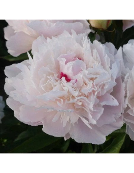 Pecher Pink Peonies 100 stems