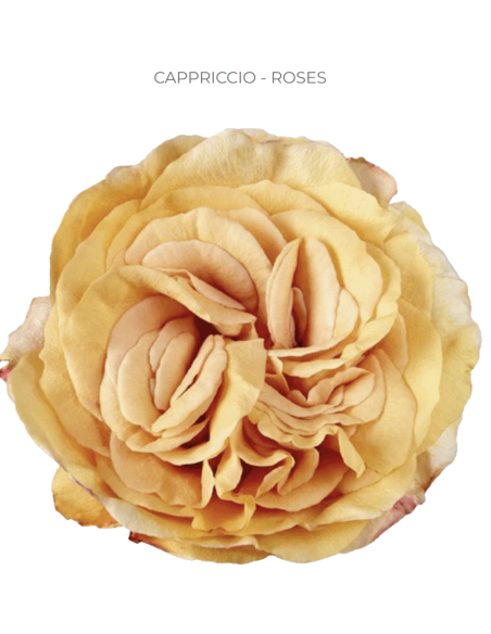 Cappriccio peach Rose 50 / 75 / 100 stems