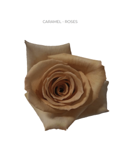 Caramel gold/brown Rose 50 / 75 / 100 stems