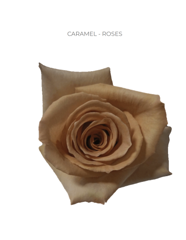 Caramel gold/brown Rose 50 / 75 / 100 stems and other Purchase Wholesale rose and caramel. Free Returns & Net 60 Terms on Faire trending on Faire.