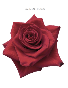Carmen red rose 50 / 75 / 100 stems
