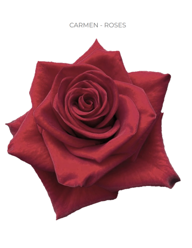 Carmen Red Rose — Bright Red Roses | Wholesale & Bulk